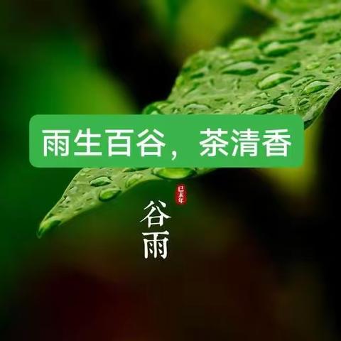 雨生百谷，茶清香