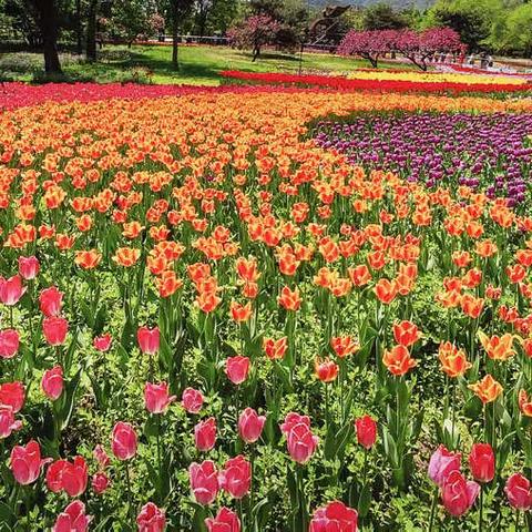北京植物园郁金香