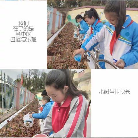 筑梦雷锋月  植树我先行—— 凤冈镇第二小学“雷锋月”活动纪实