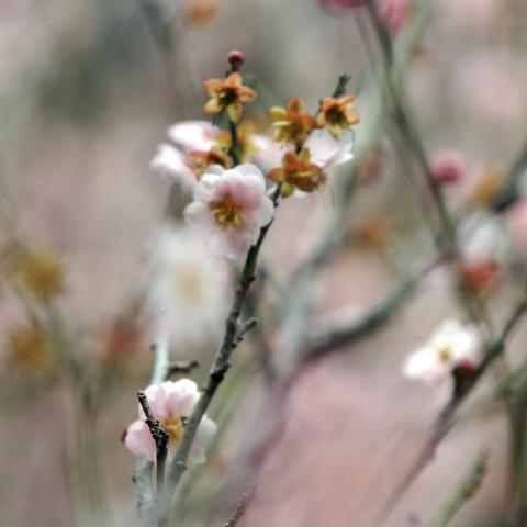 萝岗飘雪暗香来