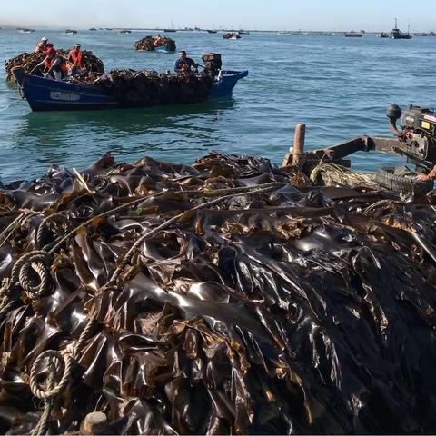 海带之乡— 大钦岛