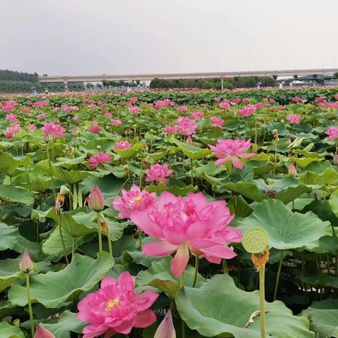 暑期日记 （12）此处最养眼 莲叶何田田