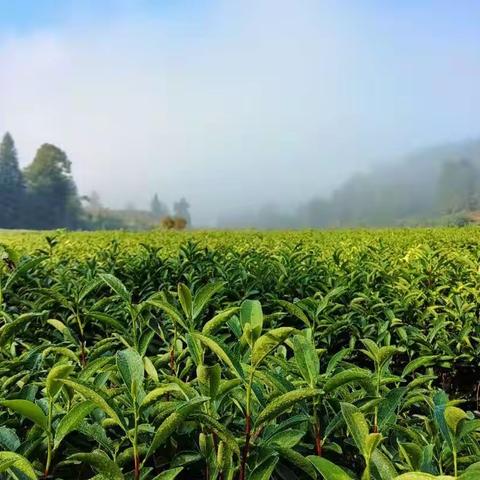 温馨提示