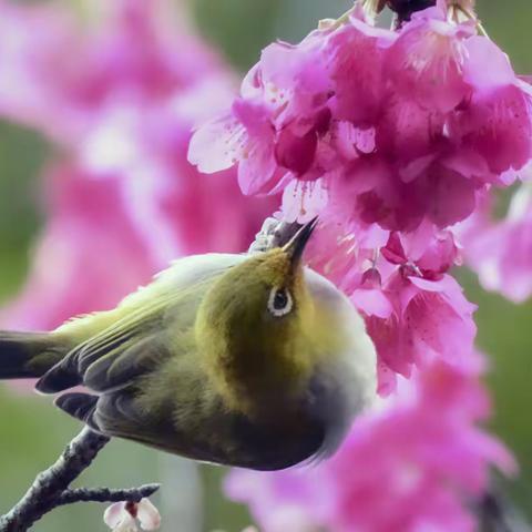 福道樱花树上的绣眼鸟