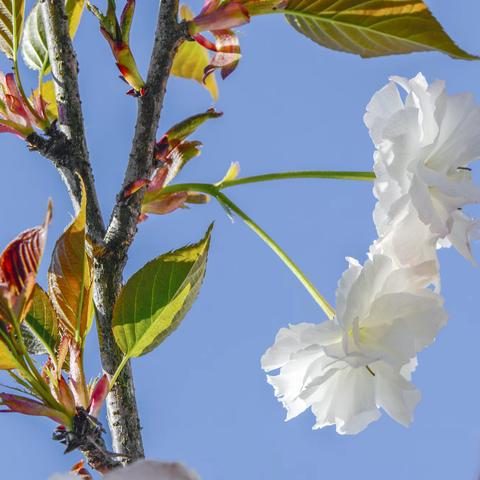 田壋茶场赏晚樱·釆明前茶