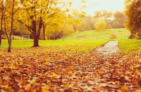 相约秋天“四季大树”