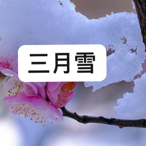 三月雪