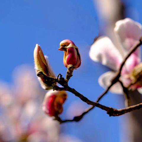 “鸟”语花香