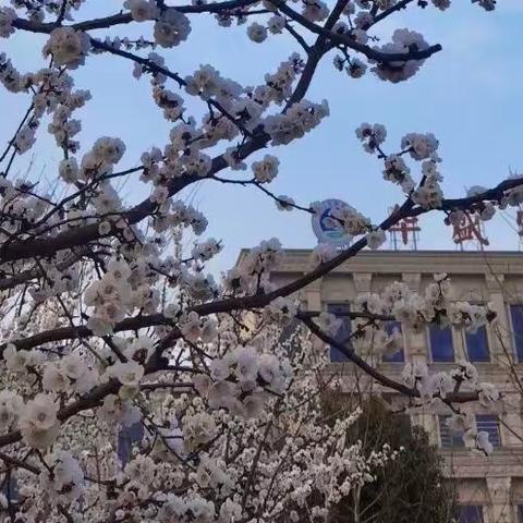 【华盛·体育】心随阳光律动，梦与体育共融——华盛实验学校体育学科线上教学纪实