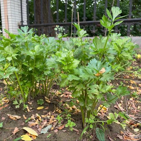 夏日“芹菜采摘”活动