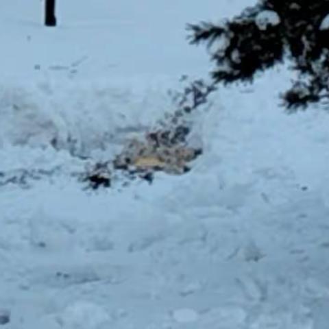 罕雪趣