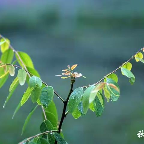 秋天的雨