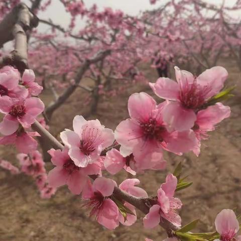 《七绝·路见桃花》