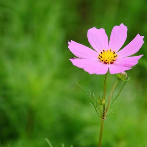 程夕茗作文集《一朵小花让我怦然心动》