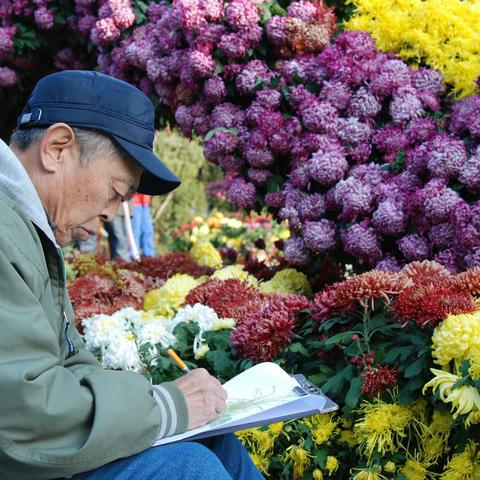 己亥秋中山公园赏菊花（2019年11月5日）