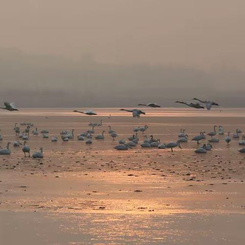 印象 平陆天鹅湖