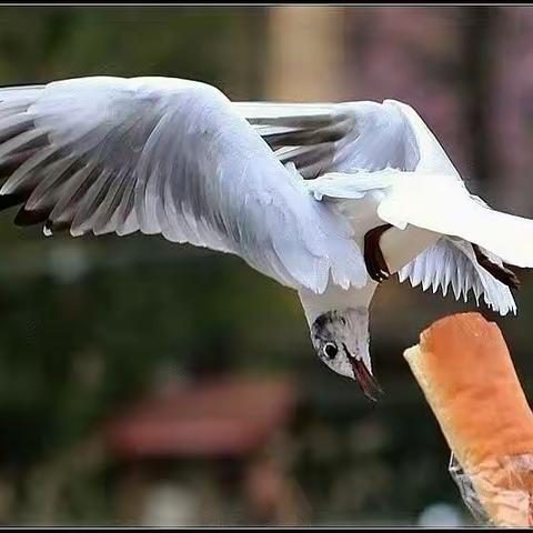 翠湖红嘴鸥