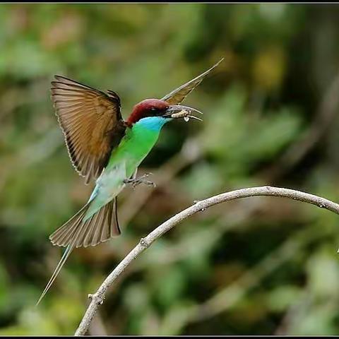 蓝喉蜂虎