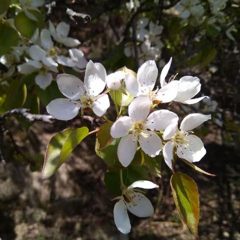 一年好景君须记，正是梨花盛开时。