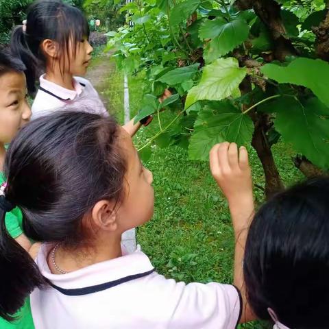 “探索自然”拓展课总结