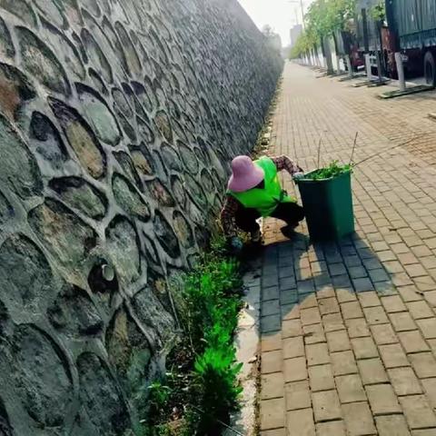 夏日除草正当时，环境整治不放松