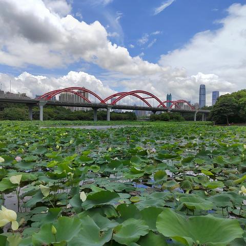 映日荷花别样红