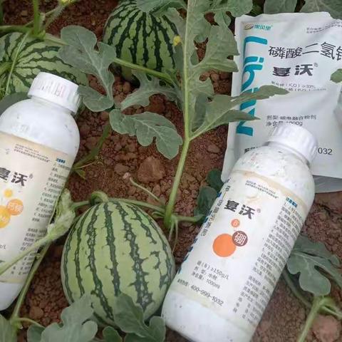里贝里水溶肥—宴沃西瓜