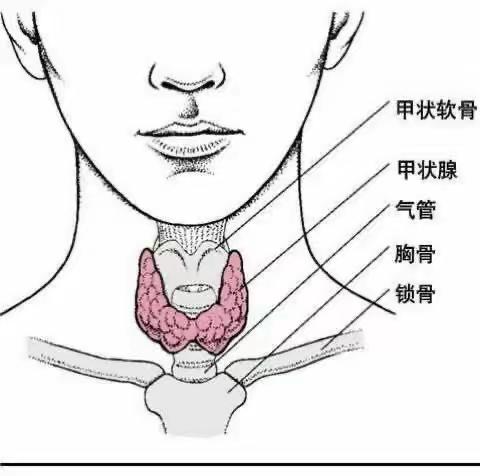 你知道什么是“蝴蝶天使”吗