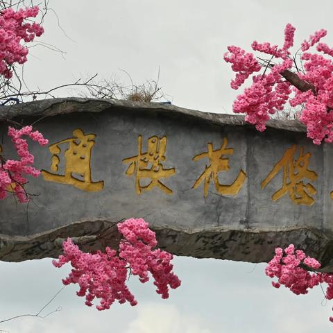 春花烂漫樱花园