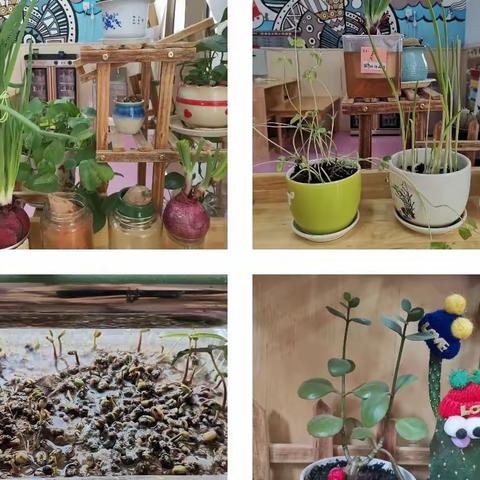 一隅生机,遇见美好