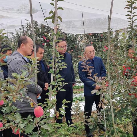 张家塬镇：全力锻造干部过硬作风  扎实推进苹果产业发展