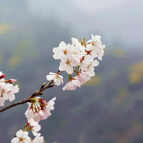 樱花烂漫仙客来--齐山樱花节掠影