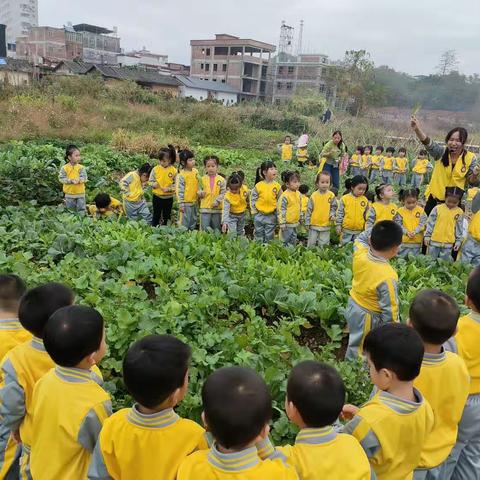 新圩小博士幼儿园田园游学