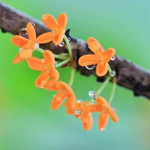 桂花成实向秋荣——桂花园小学建校90周年校庆庆典纪实