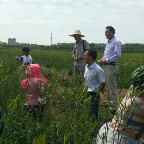 陈袁滩镇党委书记马波到补号村黄花菜基地调研