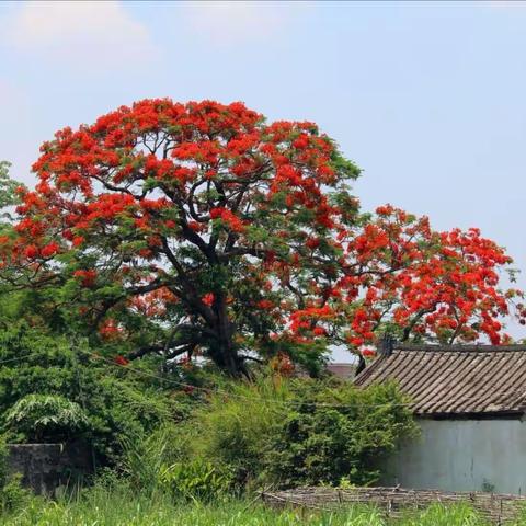 那年，凤凰花开 ——写给那段凤凰花印记的岁月