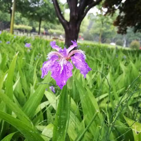 雨中摇曳的鸢尾花