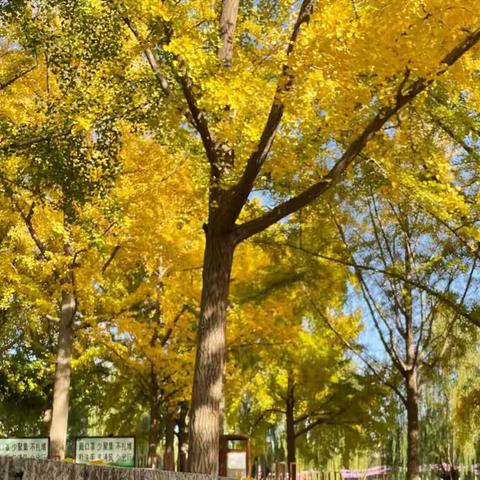 实验小学一年级11班“🍂拾秋🍂”实践活动