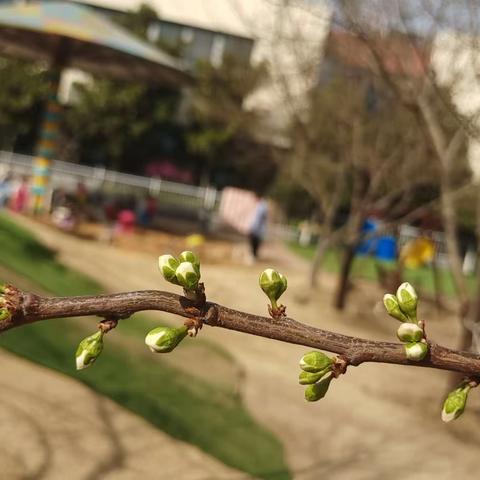 “邂逅春天  只因有你”—记临沂第四十中学附属幼儿园大班组植树节活动