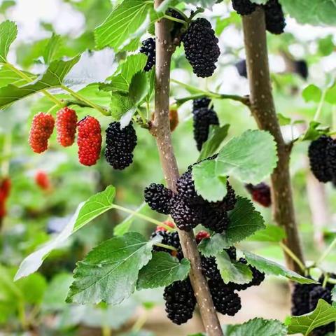 🍇桑果熟啦！欢迎各位朋友来采摘园体验乐趣！🍇