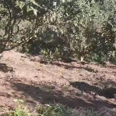 拨玛茶韵——南糯山富兴村左贰号茶业
