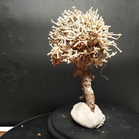 第8期1月 8日20点00分 星期三  哈密远通戈壁石精品拍卖群第8期拍卖预览