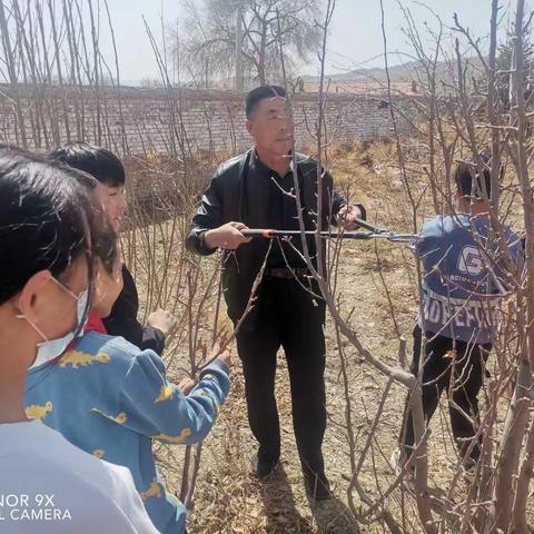 劳动迎春——毡铺小学修剪树木美化校园