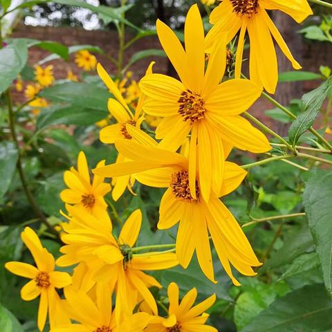 欢乐菜园润我心…2021校园学生实践基地种植小结