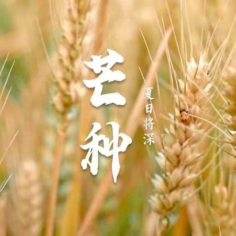 【十二幼·小班组】仲夏伊始，“芒种”忙种