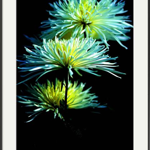 如梦如幻菊之韵