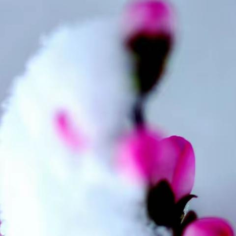 桃花瑞雪相映红