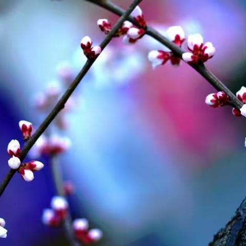 满园春色关不住一枝红杏出墙来