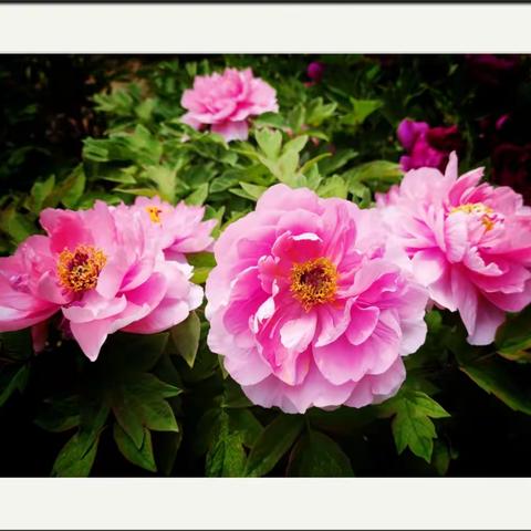 北京房山牡丹仙子国色天香