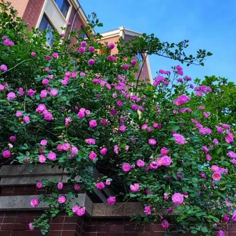 长阳新城蔷薇花开